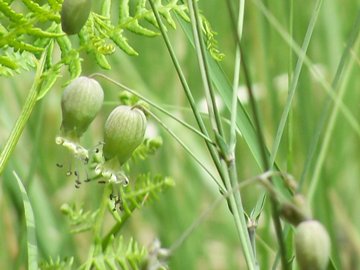 Silene vulgaris